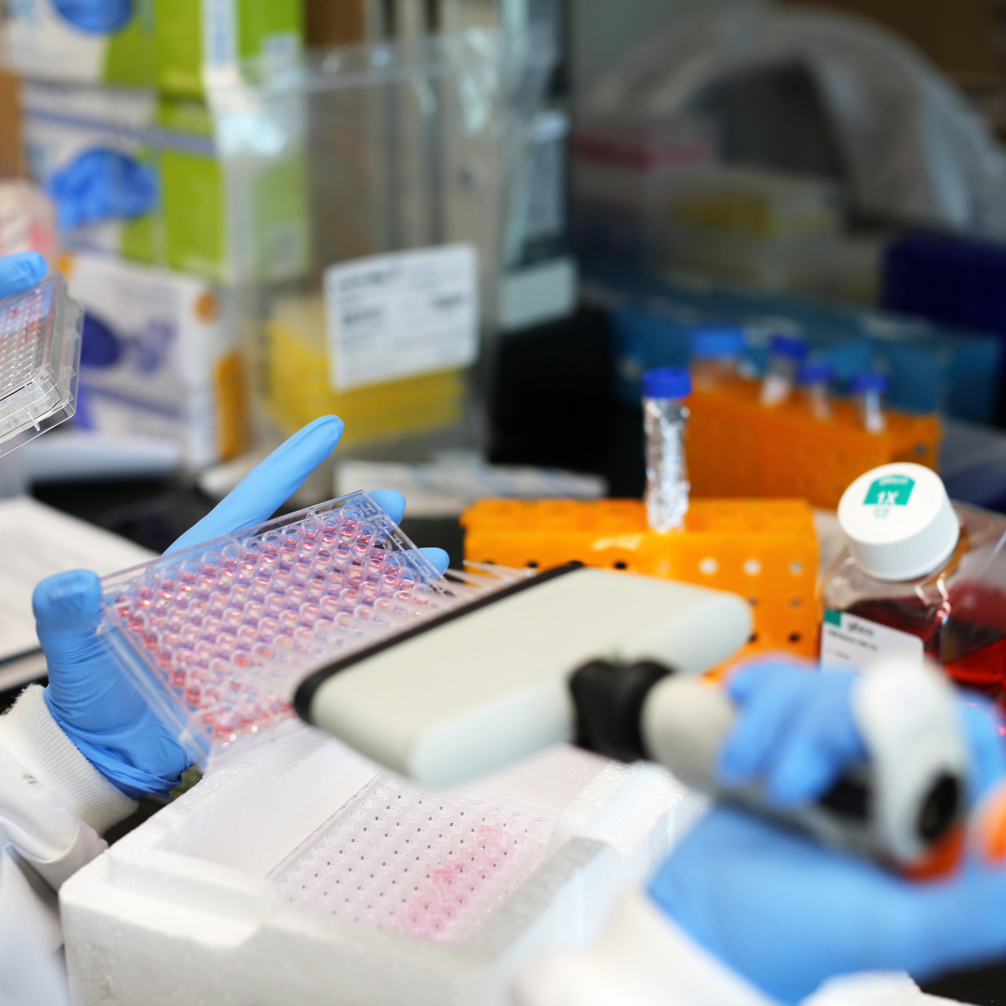 Researchers pipetting organoids in Singh's lab.