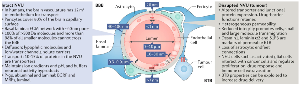 Blood Brain Barrier Illustration